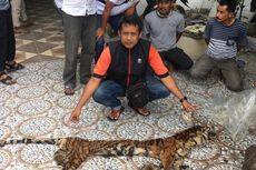 Perdagangan Kulit Harimau Sumatra Terkuak, Harga Selembar Rp 80 Juta