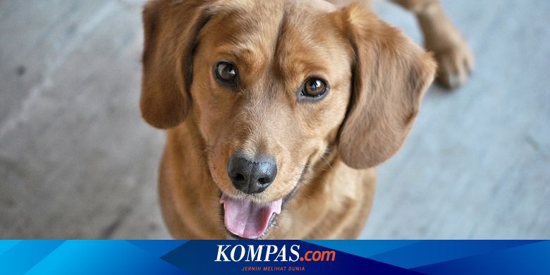 11 Mimpi digigit anjing 2d sgp