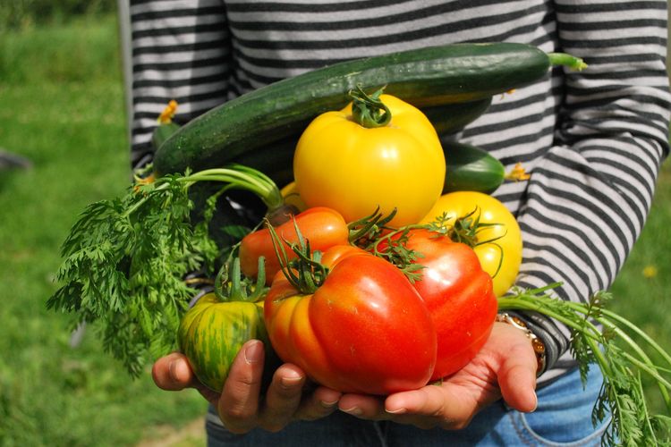 Berkebun sayur dan buah