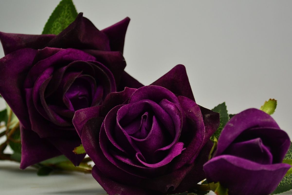 Ilustrasi bunga mawar ungu. 