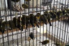 Ribuan Burung dari Bengkulu Dikirim Secara Ilegal ke Jakarta Setiap Bulan