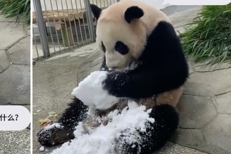 Panda Le Le tampak asik bermain salju untuk pertama kalinya.