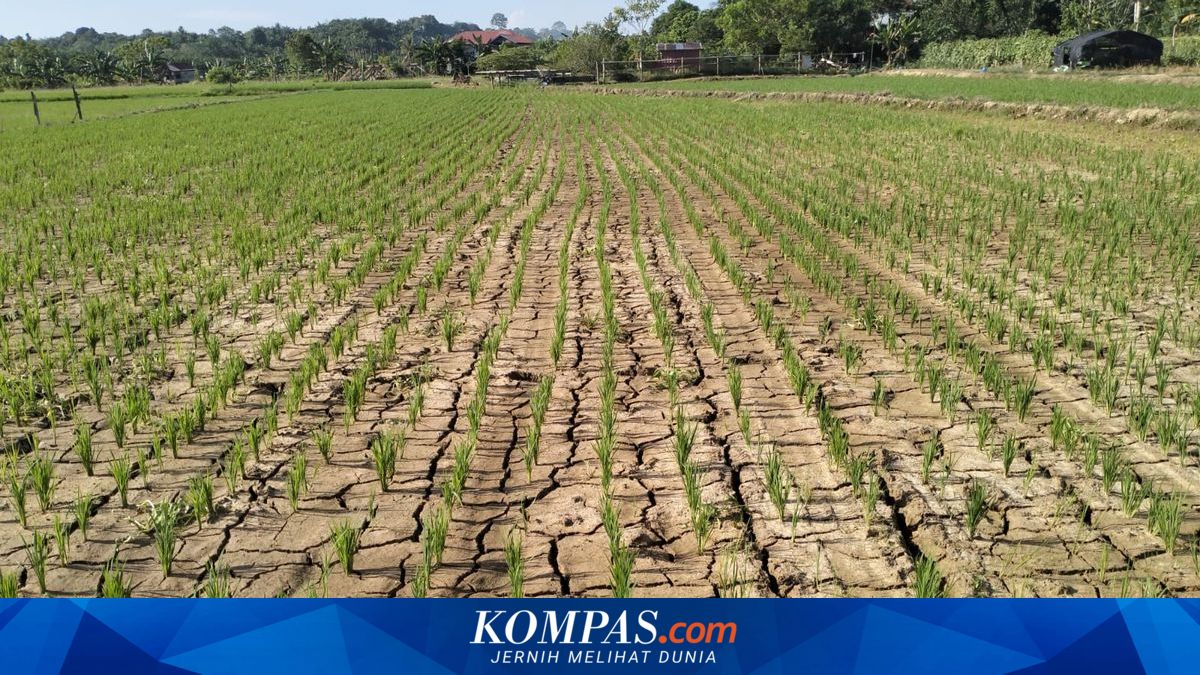 Daftar 17 Wilayah Siap Hadapi Puncak Kemarau Bulan Juli, Agustus, September 2026