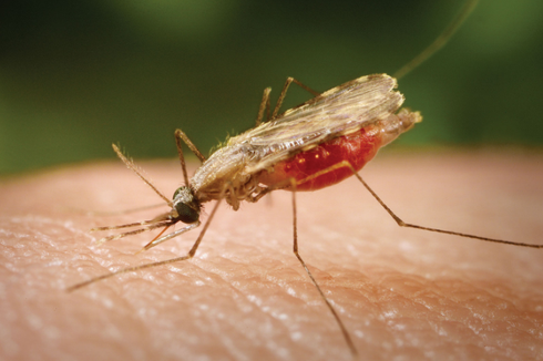 Nyamuk, Pembawa Penyakit dan Musuh Manusia