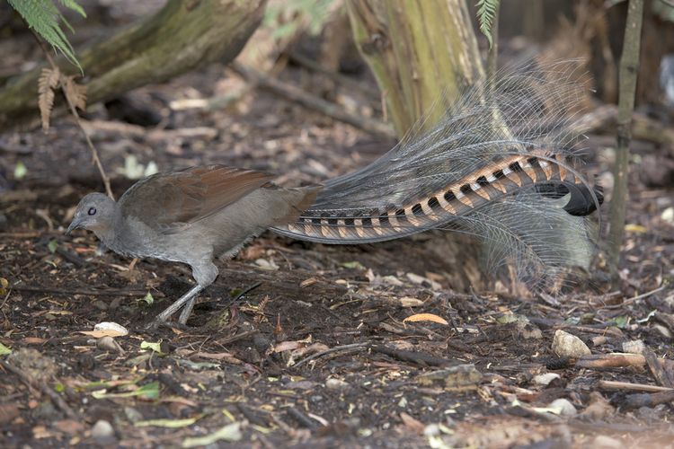 Ilustrasi burung lyrebird, punya kemampuan menirukan suara yang ada di lingkungannya.