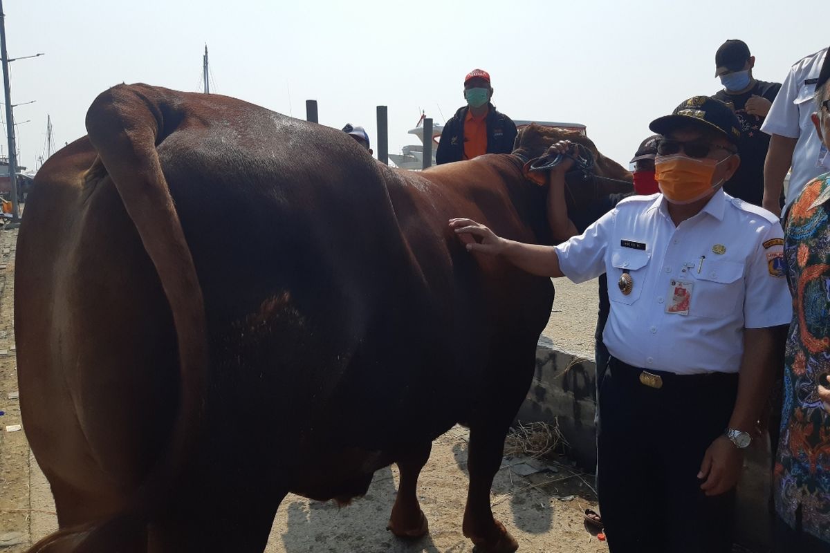 Bupati Kepulauan Seribu Husein Murad saat menerima sapi kurban dari presiden Joko Widodo di Dermaga Kali Adem, Muara Angke, Penjaringan, Jakarta Utara, Rabu (29/7/2020)