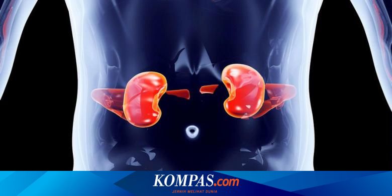 Faktor Yang Memicu Batu Ginjal Tumbuh Kembali