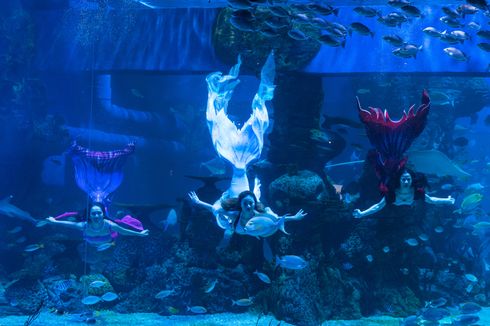 Ada Pertunjukan Mermaid di Jakarta Aquarium & Safari, Cek Jadwalnya