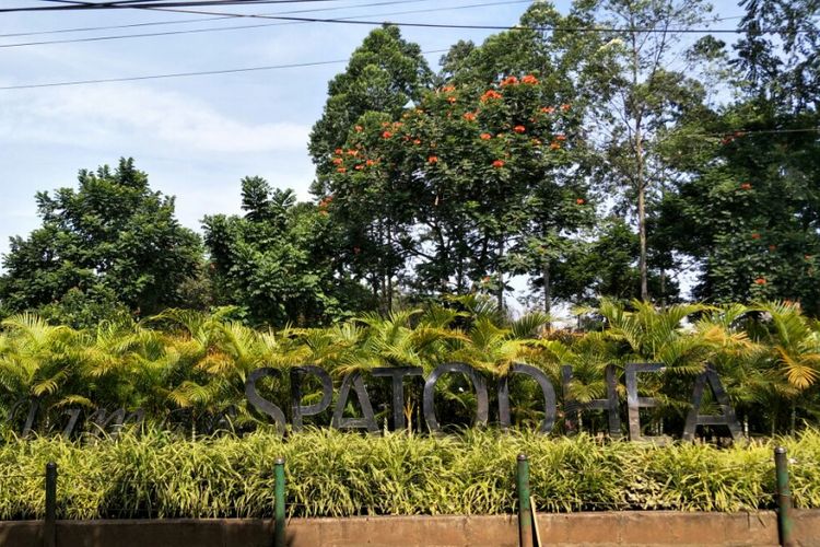 Taman Spathodea di Jalan Raya Kebagusan, Jagakarsa, Jakarta Selatan. Foto diambil Jumat (16/3/2018).