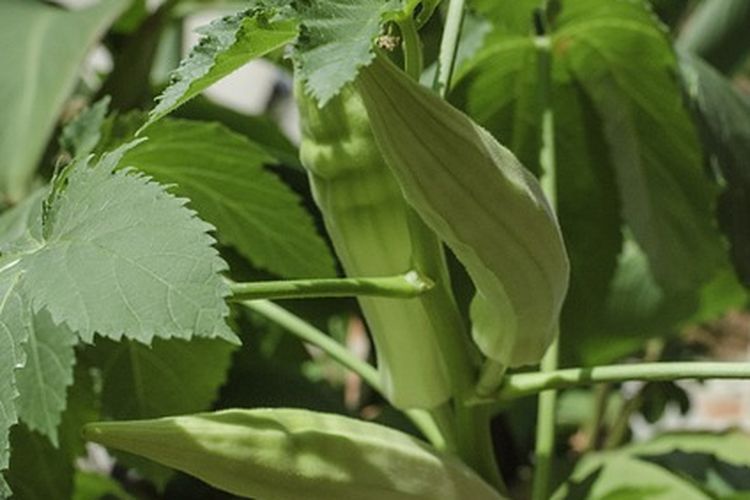 Ilustrasi tanaman okra