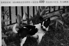 Hadiah Rumah Bernilai Rp 8,5 Miliar untuk Penemu Anjing Hilang
