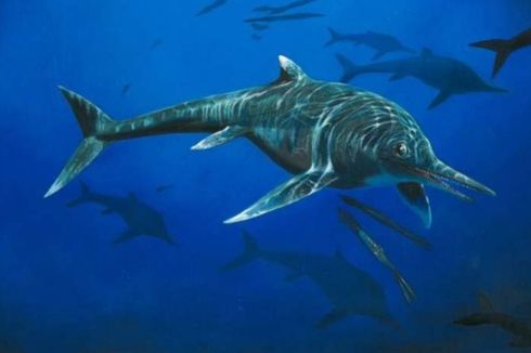 22 Tahun Jadi Koleksi Pribadi, Fosil Predator Laut Purba Diungkap Ahli