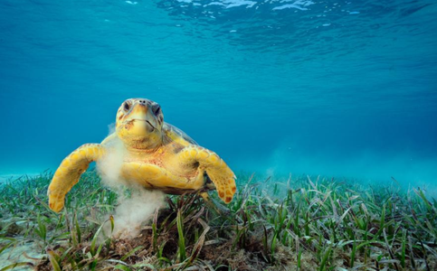 Bali’s Tanjung Benoa: A Haven for Water Sports Lovers and Rescued Turtles