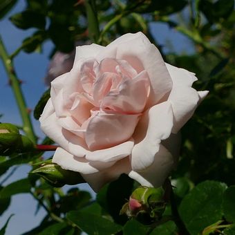 Ilustrasi bunga mawar Rosa New Dawn. 