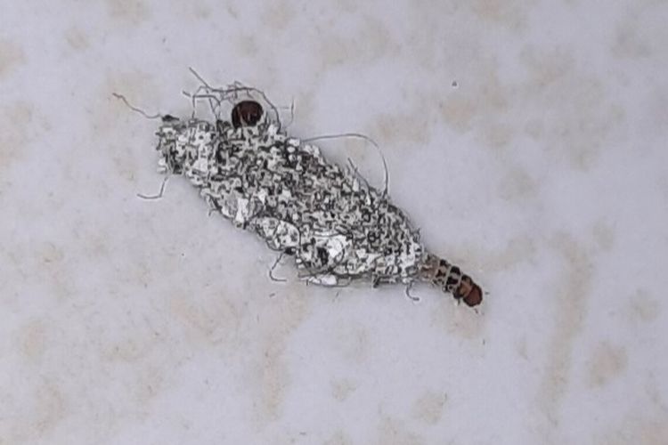 Cara Membasmi Kamitetep yang Bisa Bikin Gata-gatal dan Mencegahnya Muncul Lagi di Rumah