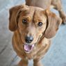 Kronologi Seekor Anjing Selamatkan Bayi Tertutup Plastik di Semak-semak, Bermula dari Gonggongan