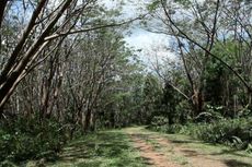 Puluhan Juta Warga Miskin yang Tinggal di Sekitar Hutan Akan Diberdayakan