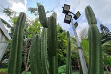 Melihat Hasil Foto Kamera Galaxy Note 20 Ultra