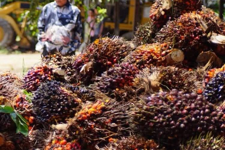 Curi 220 Kg Buah Sawit di Lampung Tengah, 3 Pria Ditangkap Polisi