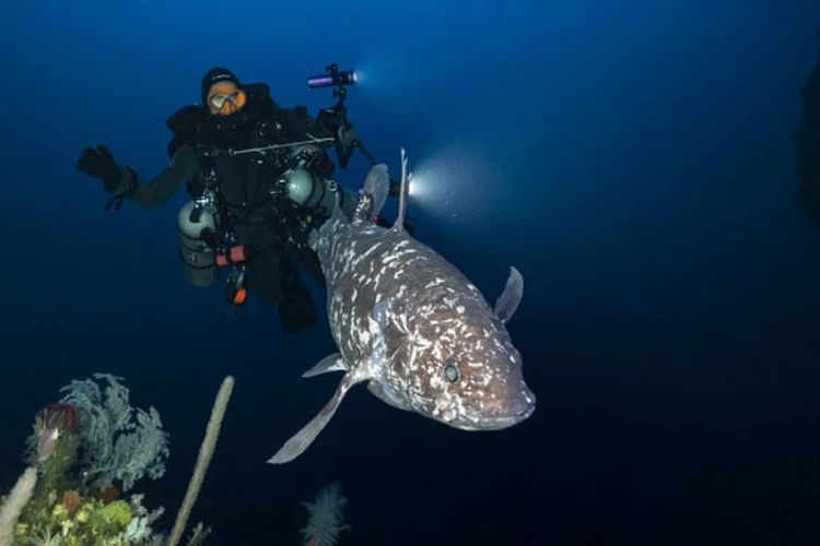 BRIN Temukan 18 Ikan Purba Coelacanth di Pulau Talise Sulawesi Utara
