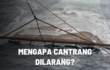 Alasan Mengapa Penggunaan Cantrang Dilarang
