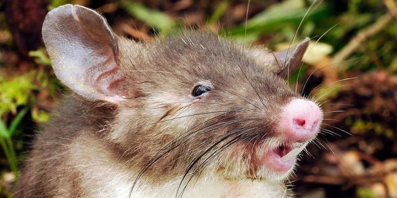 Tikus hidung babi (Hyorhinomys stuempkei)