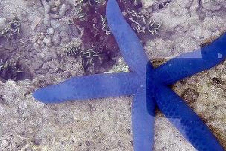Bintang laut berenang di karang yang kembali tumbuh di perairan Kepulauan Tambelan, Bintan, Kepulauan Riau. Biota laut tersebut merupakan salah satu yang berkembang biak di perairan di kepulauan barat laut Kalimantan itu. Peminat wisata bahari bisa menjadikan kepulauan itu salah satu pilihan tujuan pelesir.