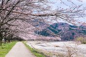 Kemenparekraf Tanggapi Turis Indonesia yang Rusak Pohon Sakura di Jepang