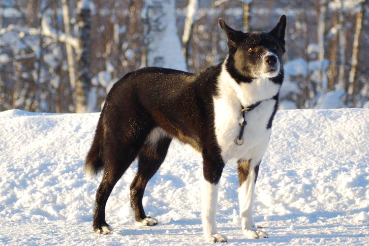 ilustrasi ras anjing Karelian Bear Dog