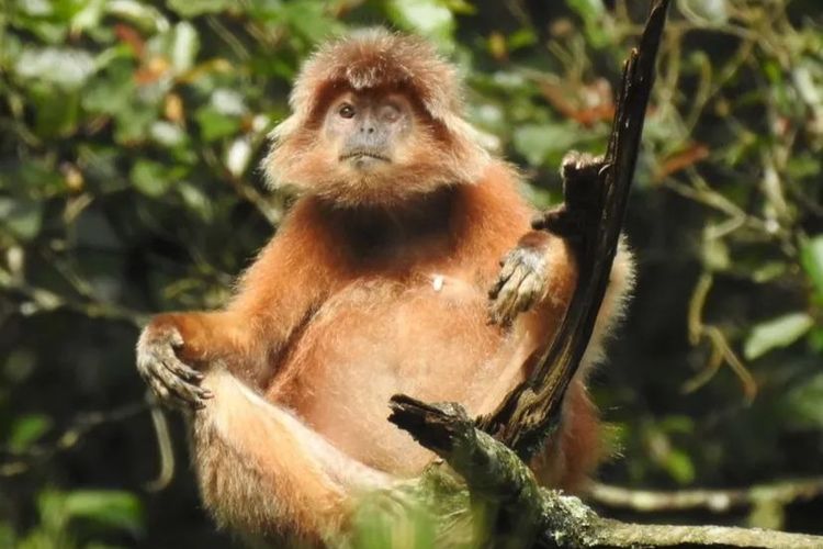 Petugas mengamankan 53 koli satwa dilindungi yang hendak diselundupkan ke Thailand. Pria berinisial AS ditangkap di Aceh.