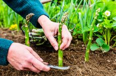 Cara Menanam Sayuran Asparagus, Bisa Dipanen Berkali-kali