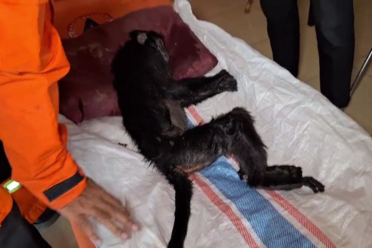 MATI— Seekor lutung jawa betina dilaporkan mati setelah tersengat listrik di Desa Ngawi Purba, Kecamatan Ngawi, Kabupaten Ngawi, Jawa Timur. Sebelum mati, hewan yang dilindungi itu sempat mendapatkan perawatan intensi di salah satu klinik hewaan di Kabupaten Ngawi, Jawa Timur. 