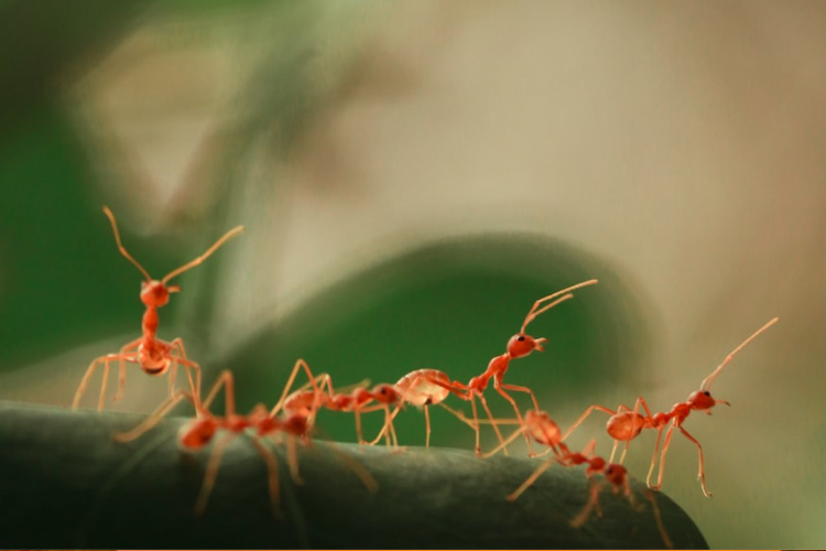 Ilustrasi semut di kebun.