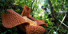 Festival Bumi Rafflesia Kembali Digelar, 6 Negara Sahabat Turut Hadir 