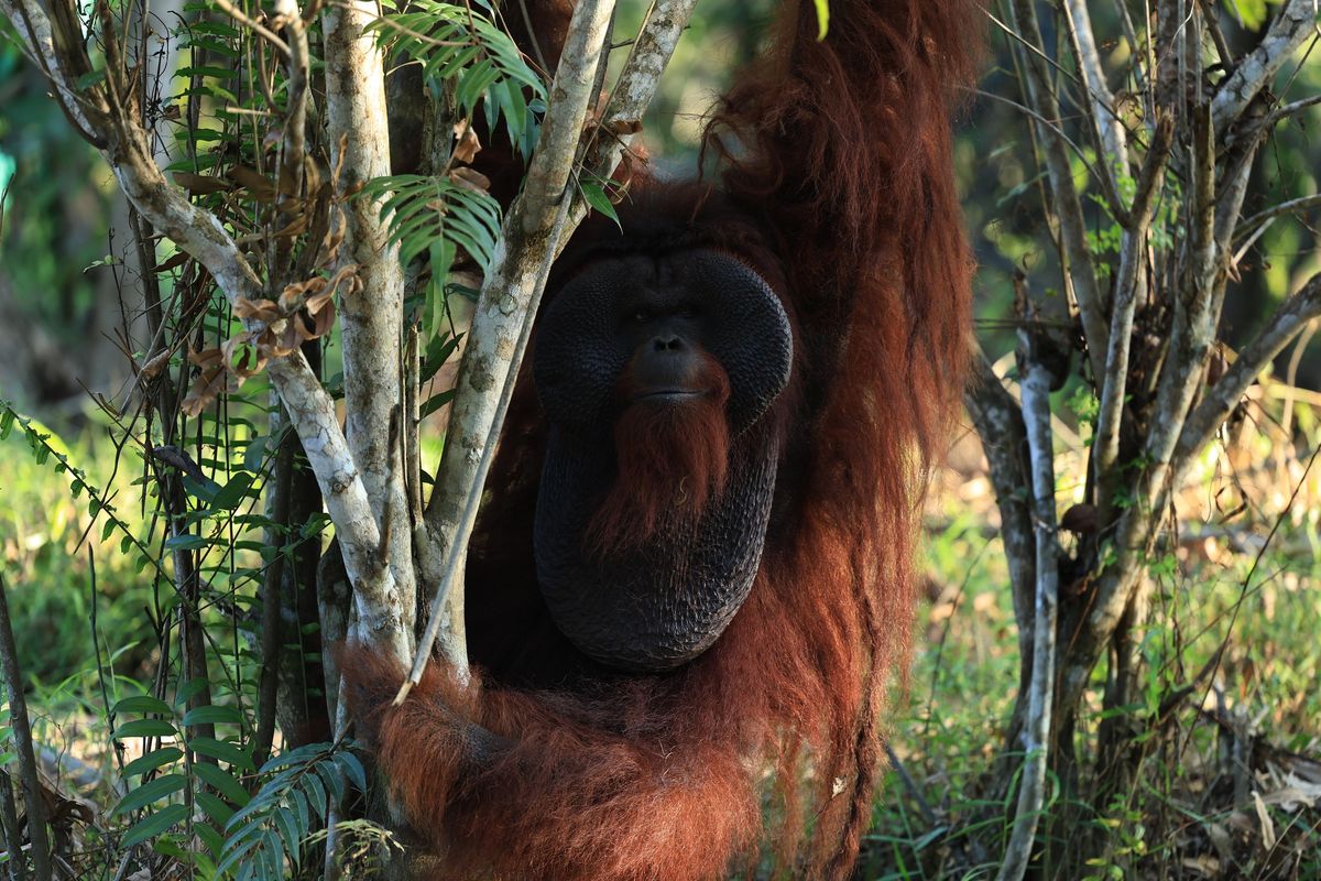 Seekor orang utan di kawasan rehabilitasi Samboja Lestari, Kutai Kartanegara, Kalimantan Timur. Program ini merupakan bentuk komitmen Pertamina Group dalam konservasi satwa endemik Indonesia.

