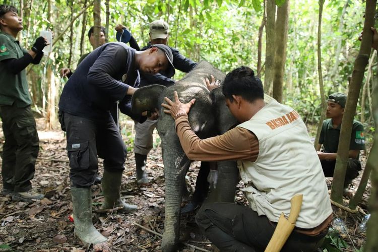 Bayi Gajah Sumatera Terjerat Sling Baja Diduga Milik Perambah Hutan Jambi, Sempat Terlilit 2 Pekan