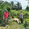 12 Ekor Sapi Warga di Lahan Sawit di Jambi Mati, Polisi Selidiki Penyebab