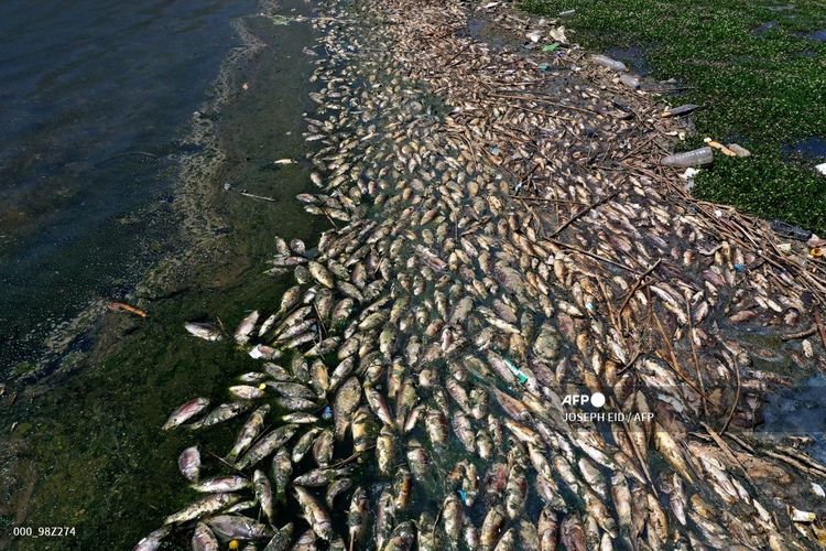 Sebuah gambar udara menunjukkan ikan-ikan mati terdampar di tepi Waduk Qaraoun, Distrik Beqaa Barat, Lebanon Pada Kamis (29/4/2021). Belum diketahui penyebab kematian ikan-ikan itu.