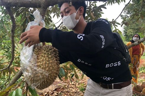 Kisah Govaldo, Pemuda 23 Tahun yang Kembangkan Sentra Durian di Gresik, 2 Pekan Raup Omzet Rp 250 Juta