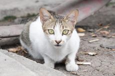 Aparat Razia Kucing Liar di Jakarta Barat