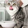 Bahaya Memakai Mangkuk Plastik untuk Kucing, Ini Bahan yang Aman