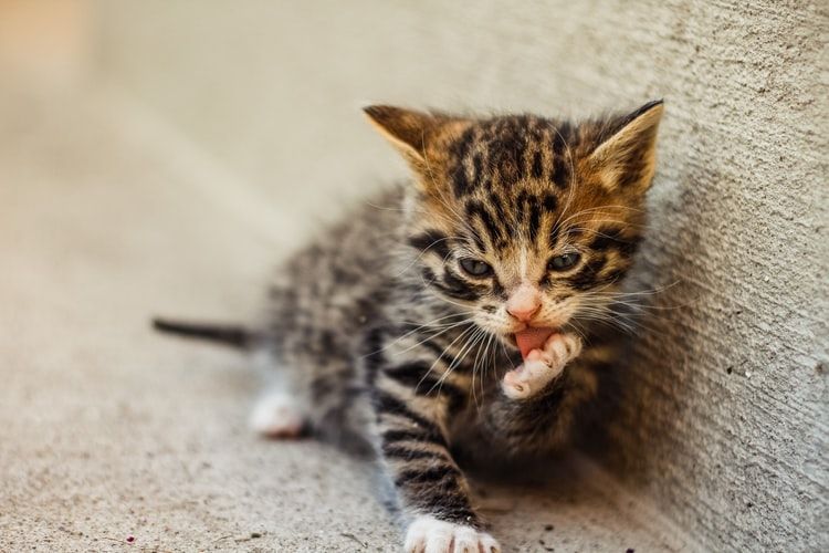 Pica adalah gangguan makan di mana kucimg memiliki dorongan perilaku untuk mengonsumsi hal-hal yang tidak dapat dimakan, seperti plastik, kain, kardus, kertas, dan tanah. Ini jiga bisa jadi alasan kucing suks menjilat lantai atau permukaan lain.