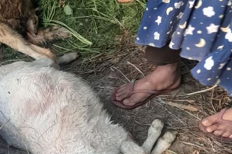 Ternak Warga Tawangmangu Karanganyar Mati Dimangsa, BKSDA Temukan Jejak Samar