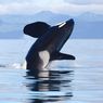 World Orca Day, Mengenal Paus Pembunuh, Si Predator Puncak di Samudera 