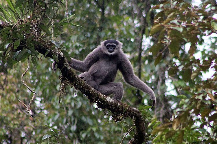 Owa jawa. Hari Primata Indonesia mengingatkan bahwa banyak primata dilindungi yang harus menjadi perhatian bersama. Simak selengkapnya.