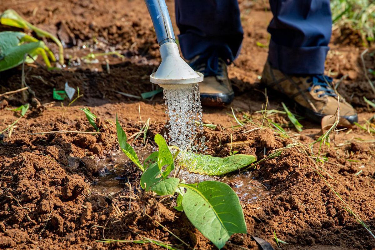 Ilustrasi menyiram tanaman
