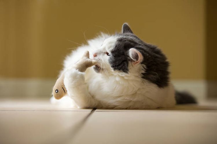 Tips mengatasi kebiasaan menggigit pada kucing.