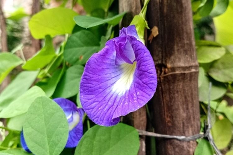 Ilustrasi tanaman bunga telang