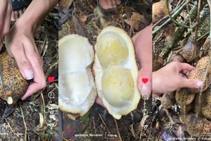 Kacang Tanah Berukuran Raksasa Ditemukan di Kalimantan, Ahli Jelaskan Faktor Penyebabnya