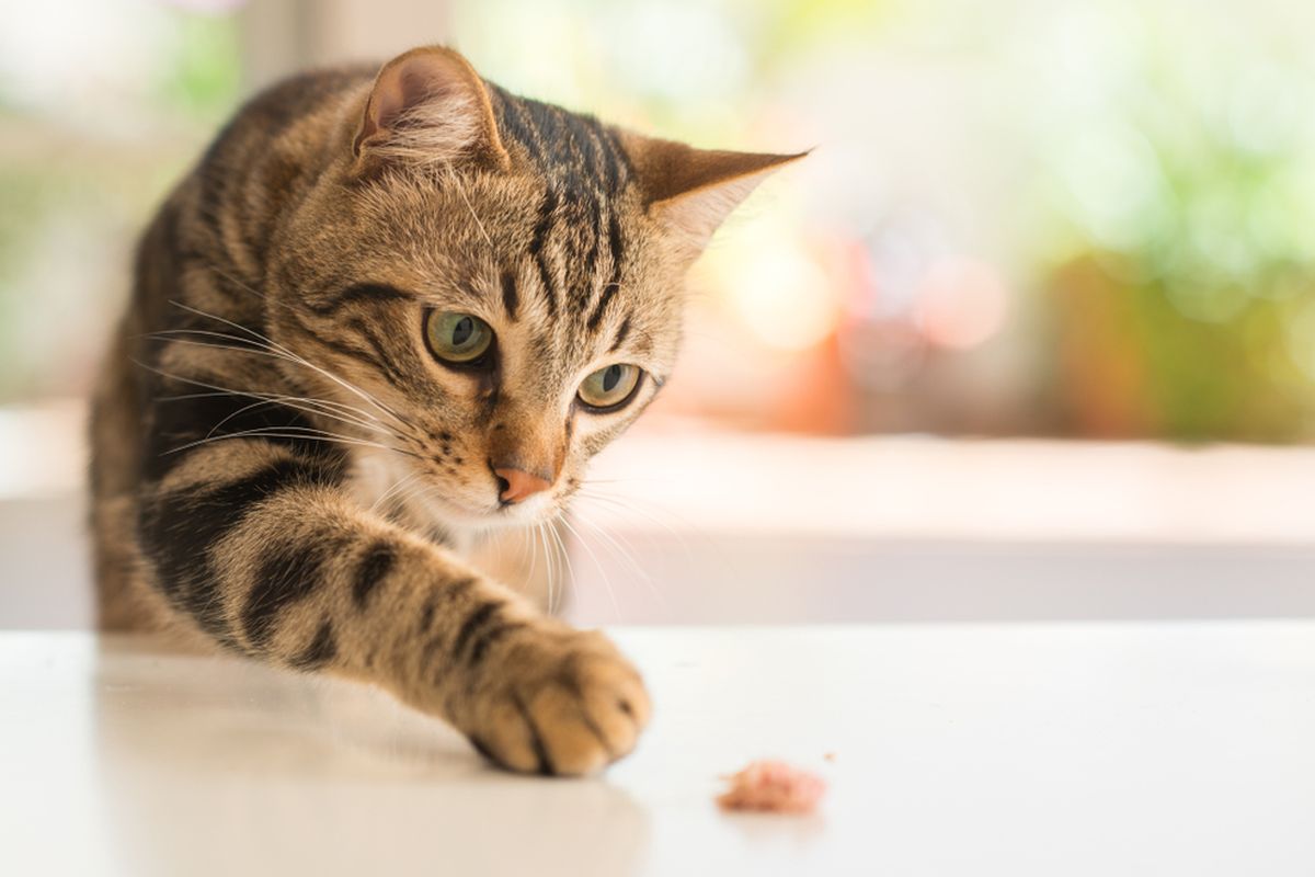 Ilustrasi kucing tabby, kucing belang dengan bergaris-garis. Peneliti ungkap pola belang pada kucing sudah terbentuk sejak masih embrio.